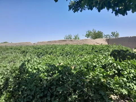 Walled garden for sale, 1.5 jerib, with grapes and fruit trees