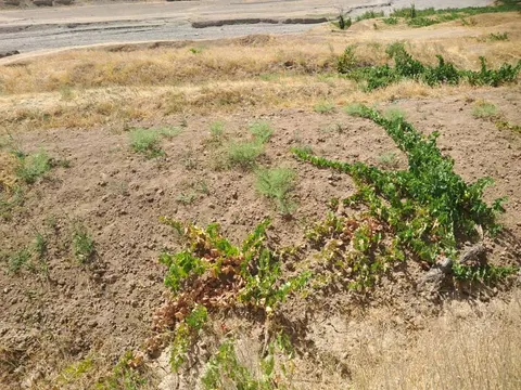 Riverside land for sale, 1000 m², Kohi village, Qaisar, Faryab