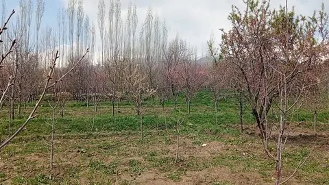 Garden for sale, 3 jerib, near Qasr Tapa, Paghman