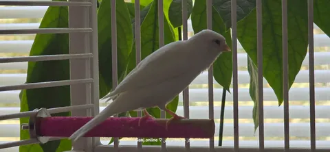 Canary