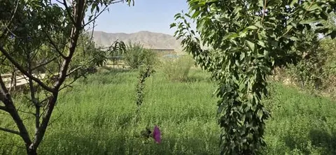 خانه و باغ