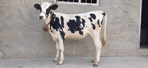 Iranian Breed Heifer