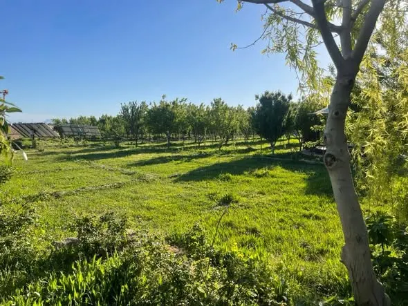 Garden for sale, 3 jerib, Shewaki / Shidayi (3)