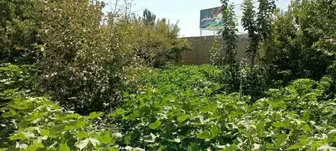 Garden land for sale, 757 m², Bagh-e Ustad Atta Mohammad Noor Road (3)