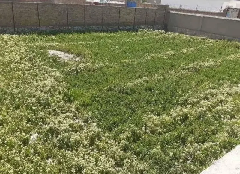 Land for sale, 12 biswa, Nau Burja, Chehelsotoon (2)