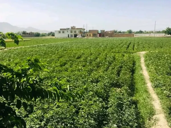 Land for sale, 2.5 jerib, Shewaki, Kabul (1)