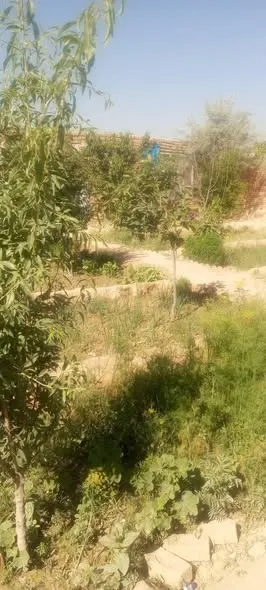 Land with fruit trees for sale, 9 biswa, Deh Sabz, Kabul (2)