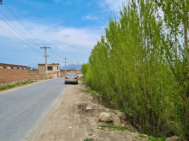د پلورنې د مڼو باغ، 6 جریبه، چهلتن کاریزک، پغمان (2)