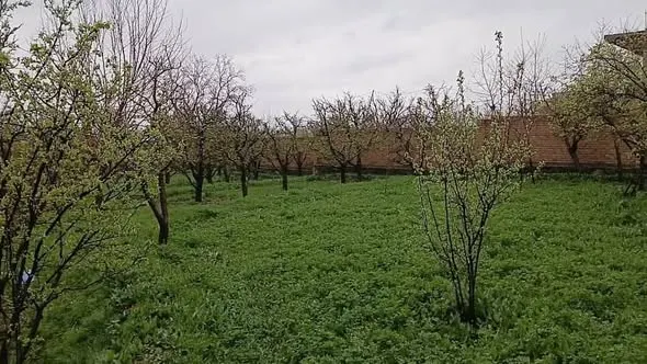 باغ د پلورنې لپاره، 26 بسوه، بازار پغمان ته نږدې (1)