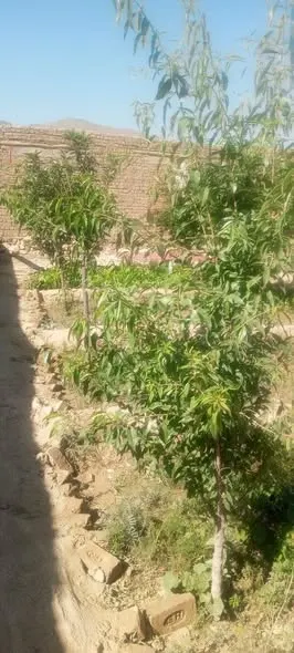 Land with fruit trees for sale, 9 biswa, Deh Sabz, Kabul (3)