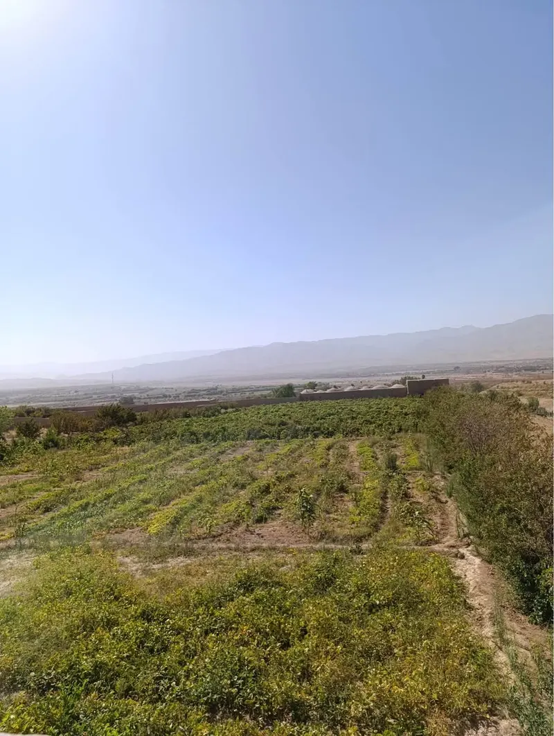 Vineyard and orchard for sale, about 6 jerib, Herat (2)