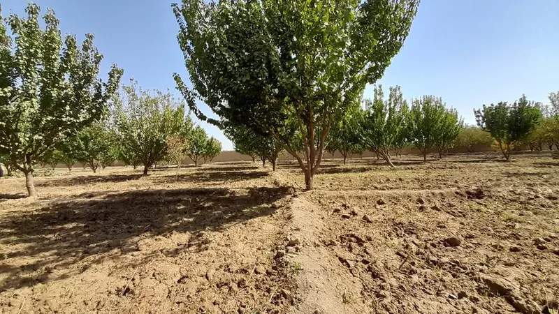 Orchard for sale, 5,800 m², with solar well, Chehel Gazi, Mazar-i-Sharif (4)