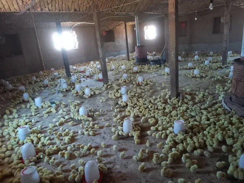 Farm land and poultry farm for sale, 35 jerib (2)