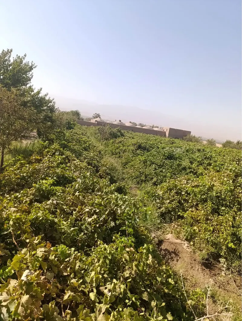 Vineyard and orchard for sale, about 6 jerib, Herat (3)