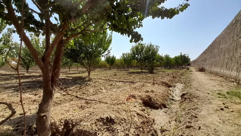 Orchard for sale, 5,800 m², with solar well, Chehel Gazi, Mazar-i-Sharif (3)