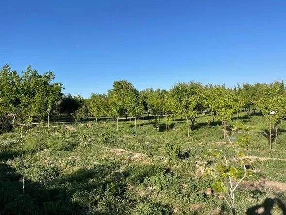 Garden for sale, 3 jerib, Shewaki / Shidayi (2)