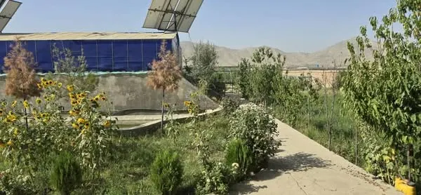 House and garden (3)