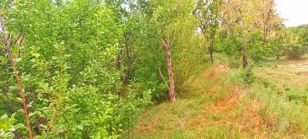 Garden for sale, 1 jerib (20 biswa), Shakardara, Kabul (3)
