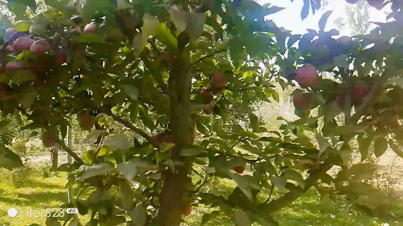 Garden for sale, 10 biswa, near Qasr Tapa, Paghman (2)