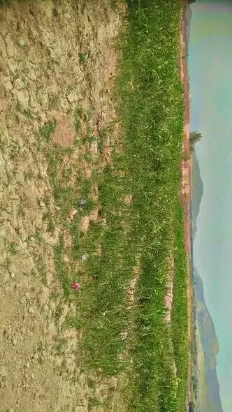 Farm land for sale, 5 jerib, Deh Sabz (1)