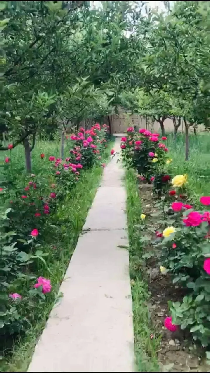 Walled orchard for sale, 20 biswa, near the new ring road, Kabul (2)