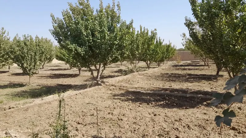 Orchard for sale, 5,800 m², with solar well, Chehel Gazi, Mazar-i-Sharif (2)