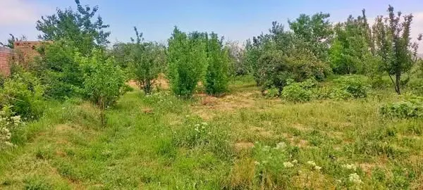 Garden for sale, 1 jerib (20 biswa), Shakardara, Kabul (4)