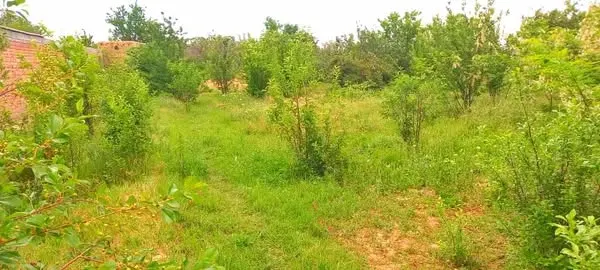 Garden for sale, 1 jerib (20 biswa), Shakardara, Kabul (2)