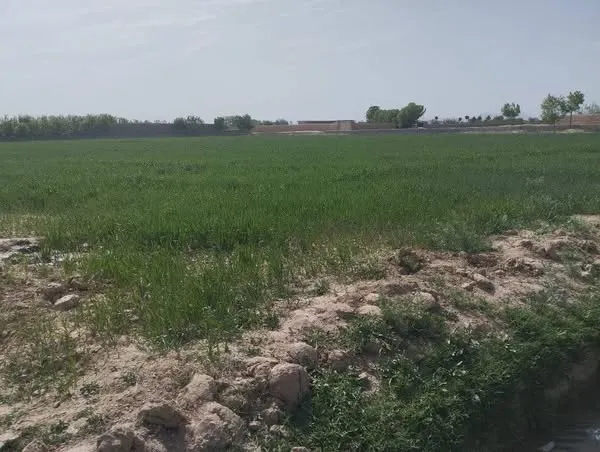 Corner farm land for sale, about 4 jerib, Tanqarchan, Malan (3)