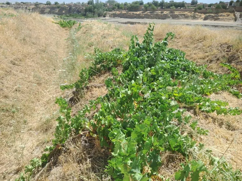 Riverside land for sale, 1000 m², Kohi village, Qaisar, Faryab (3)