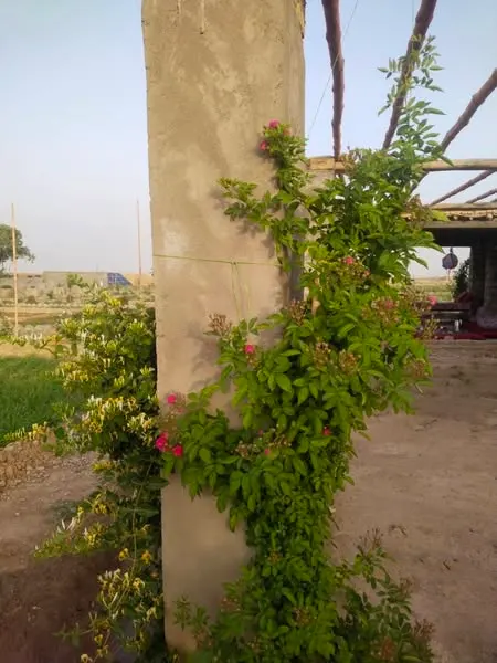 Garden estate for sale, 25 jerib, with mosque and houses (4)