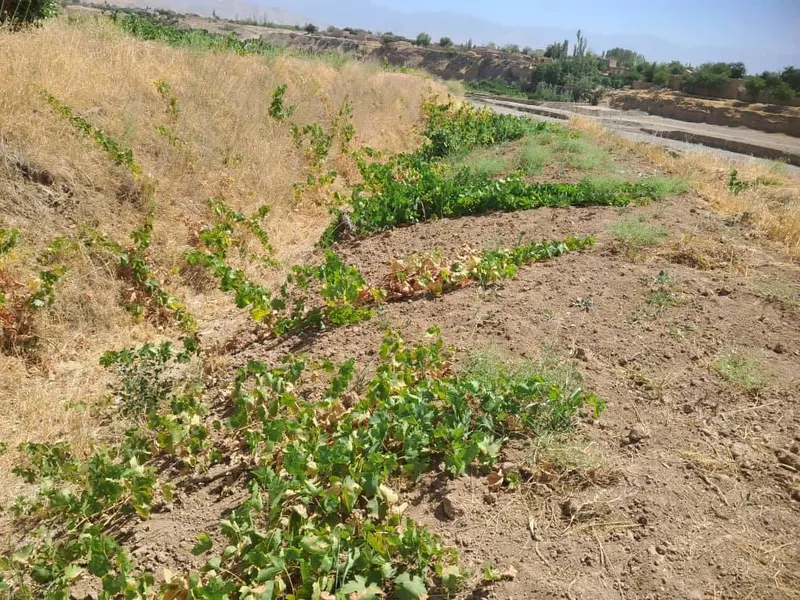 Riverside land for sale, 1000 m², Kohi village, Qaisar, Faryab (2)