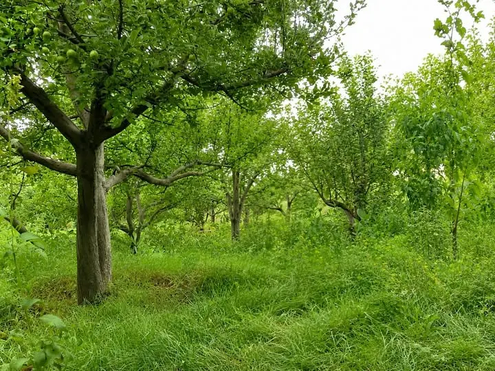 Orchard for sale, 5.5 biswa, Gohartani, Shakardara, Kabul (1)