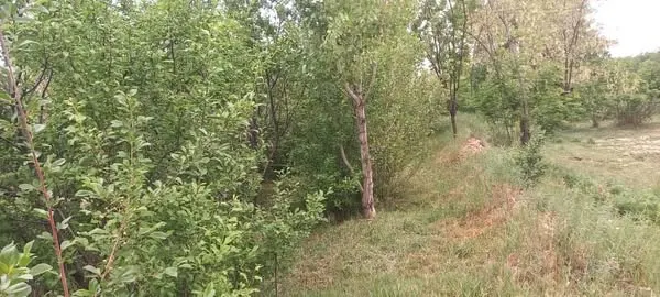 Farm land for sale, 1 jerib, Shakardara, Kabul (2)