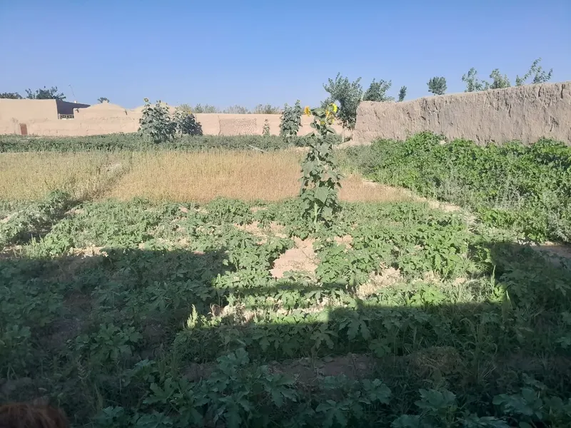 باغ دیوارکشی‌شده برای فروش، 7 دانگ، هزار جریب، گذره (3)