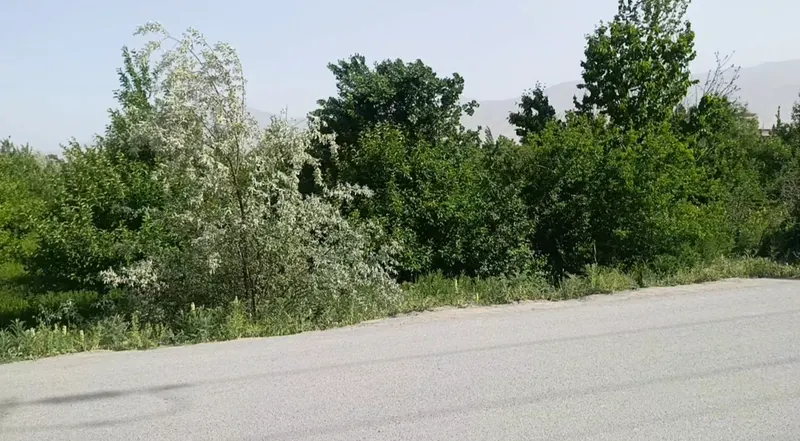 Apple orchard for sale, 6 jerib, Chehelten Karizak, Paghman (3)