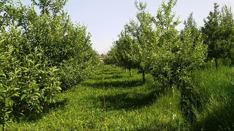 Apple orchard for sale, 6 jerib, Chehelten Karizak, Paghman (4)