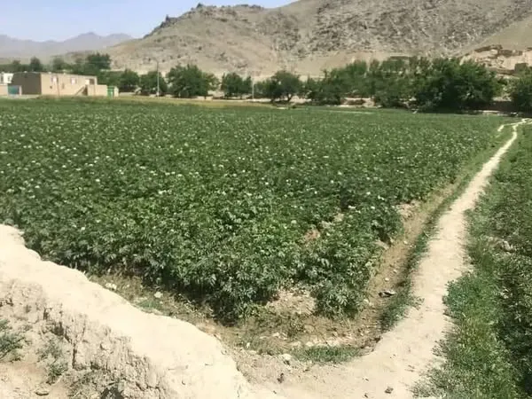 Land for sale, 2.5 jerib, Shewaki, Kabul (2)