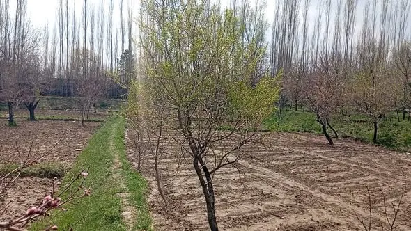 باغ برای فروش، 3 جریب، نزدیک قصر تپه، پغمان (2)