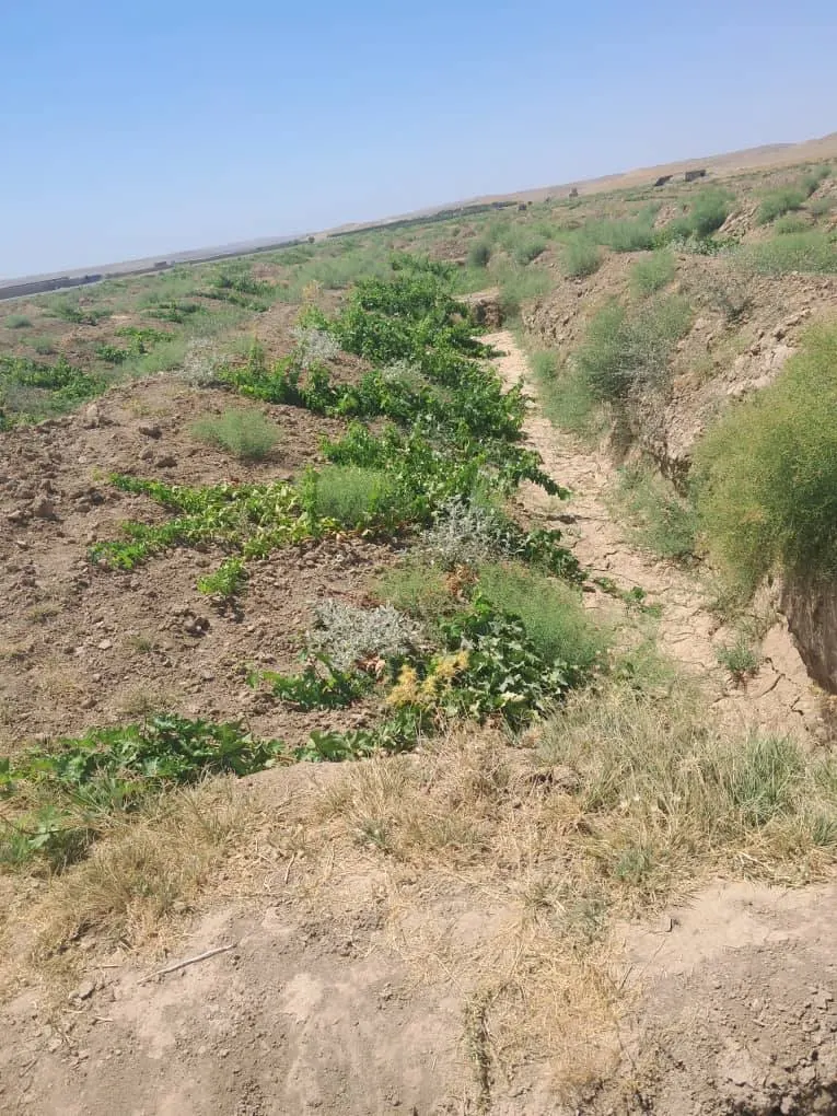 New vineyard for sale, 3000 m², Naudari village, Qaisar, Faryab (2)