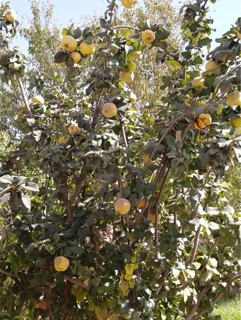 Vineyard and orchard for sale, about 6 jerib, Herat (4)