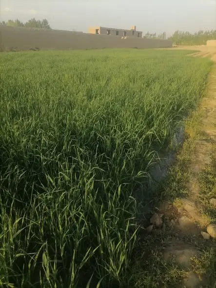 Farm land for sale, 5 jerib, Shah Mazar, Baraki Barak, Logar (3)