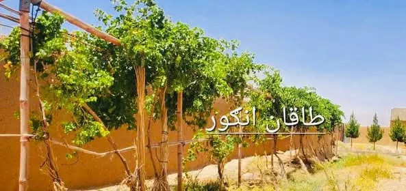 Land with house for sale, 65 jerib, 5 rooms, Kandahar (3)
