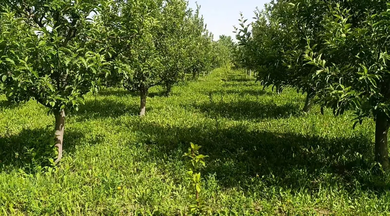Apple orchard for sale, 6 jerib, Chehelten Karizak, Paghman (5)