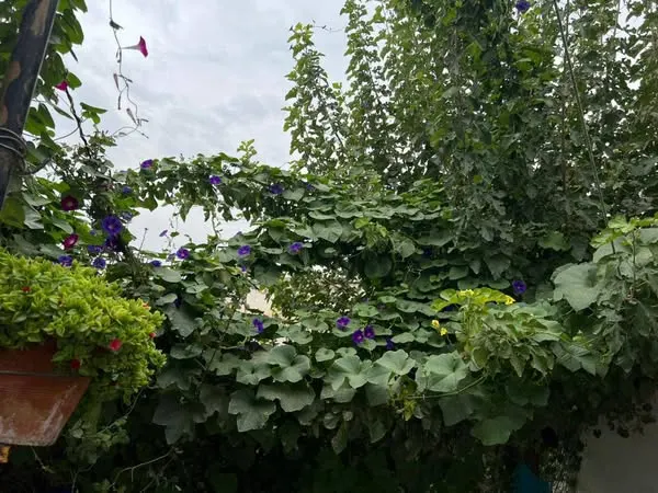 House for sale, 8 rooms, 5.5 biswa (3)