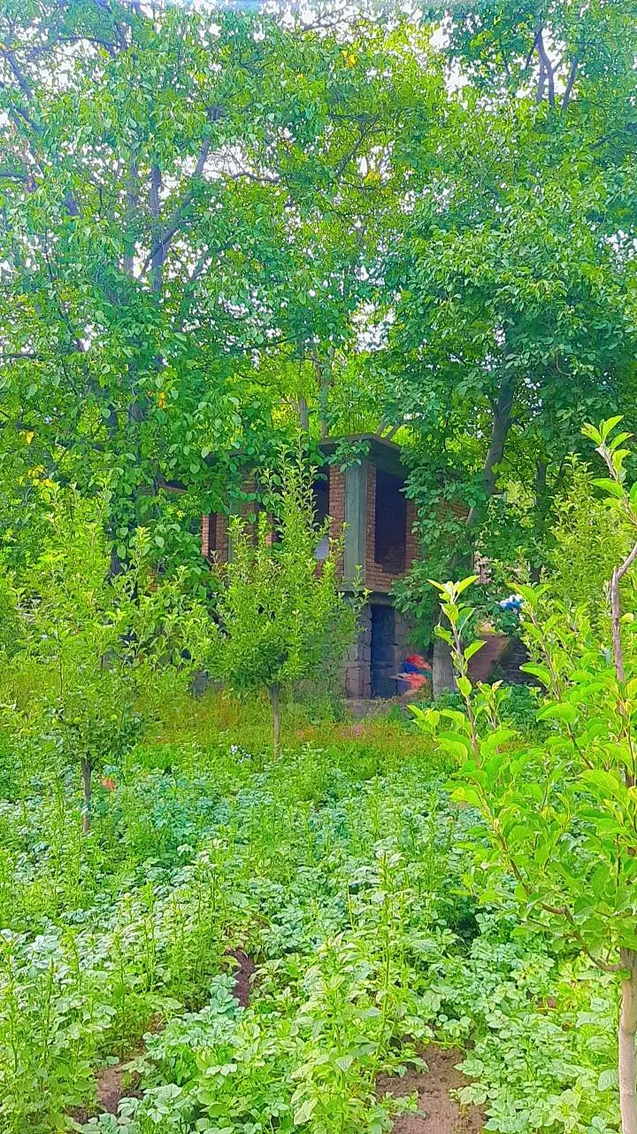 Walled garden for sale, 4 jerib, Paghman, District 14, Kabul (3)