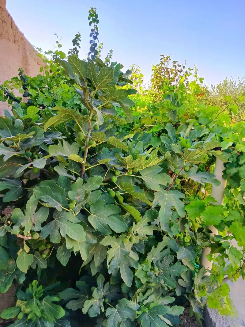New garden for sale, 800 m², Deza, Guzara, Herat (3)
