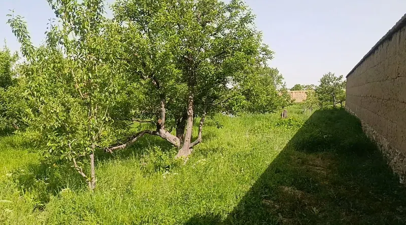 Apple orchard for sale, 6 jerib, Chehelten Karizak, Paghman (6)