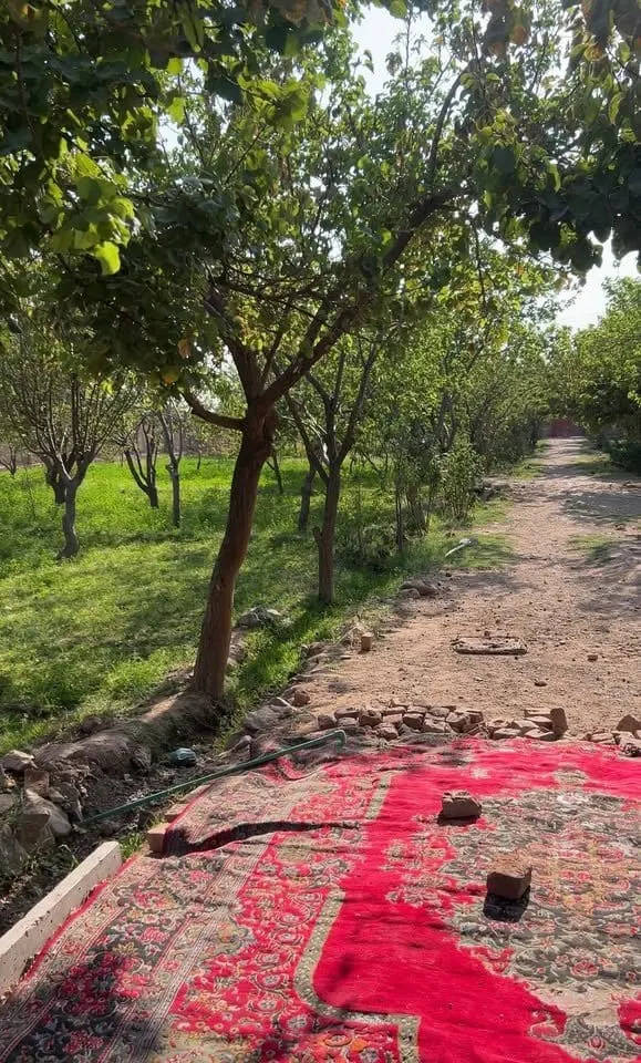 Herat Orchard 3 Jerib, Kohestan District (1)
