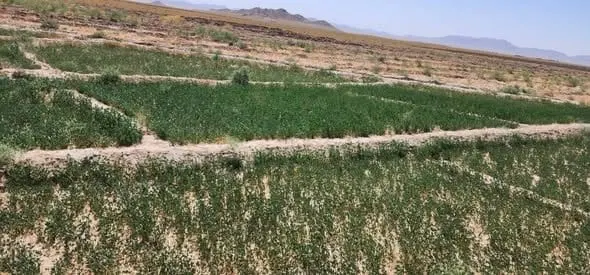 Land for sale, 13 jerib in Herat, Karimabad village, on 20m road (2)